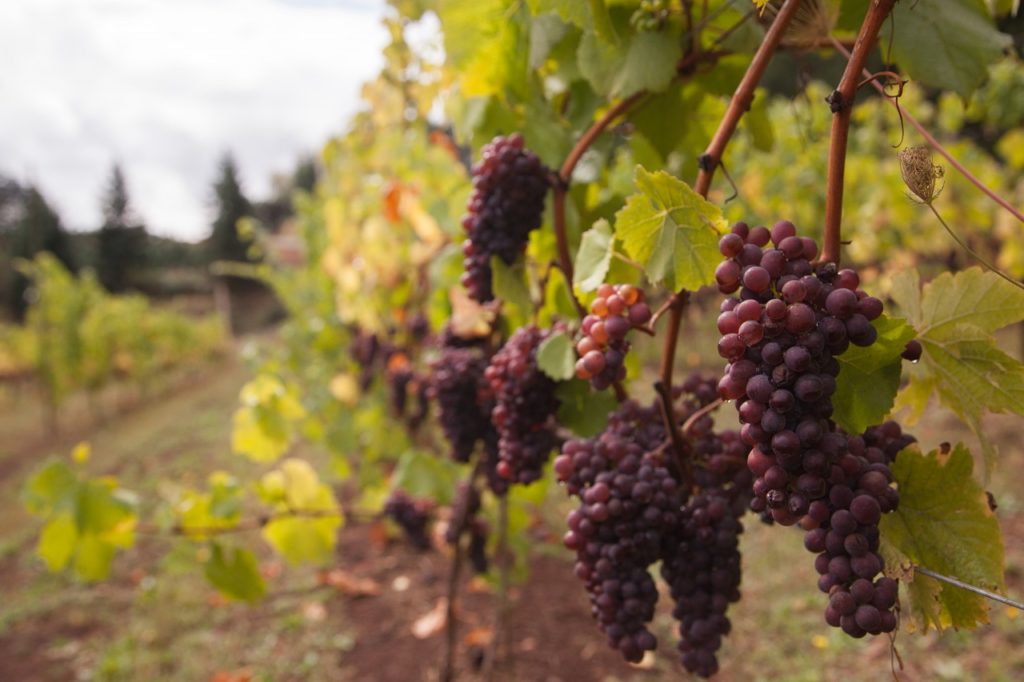 Grapes from a vineyard in Oregon's Tualatin Valley, vineyards and wineries