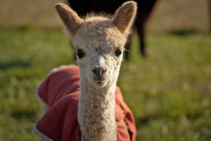 Visit an Alpaca Farm in Oregon's Tualatin Valley, things to do in Oregon, family fun