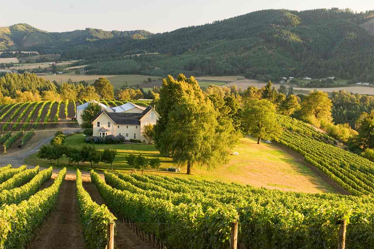vineyards oregon