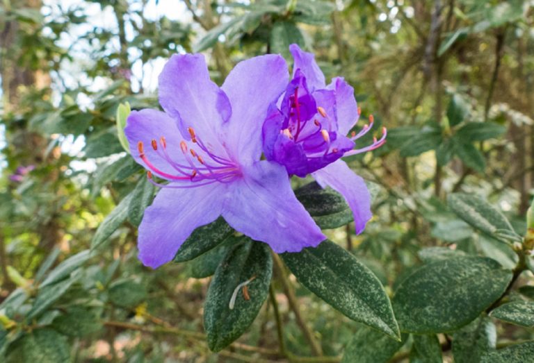 The Lloyd Baron Rhododendron Garden at Rood Bridge Park in Tualatin Valley