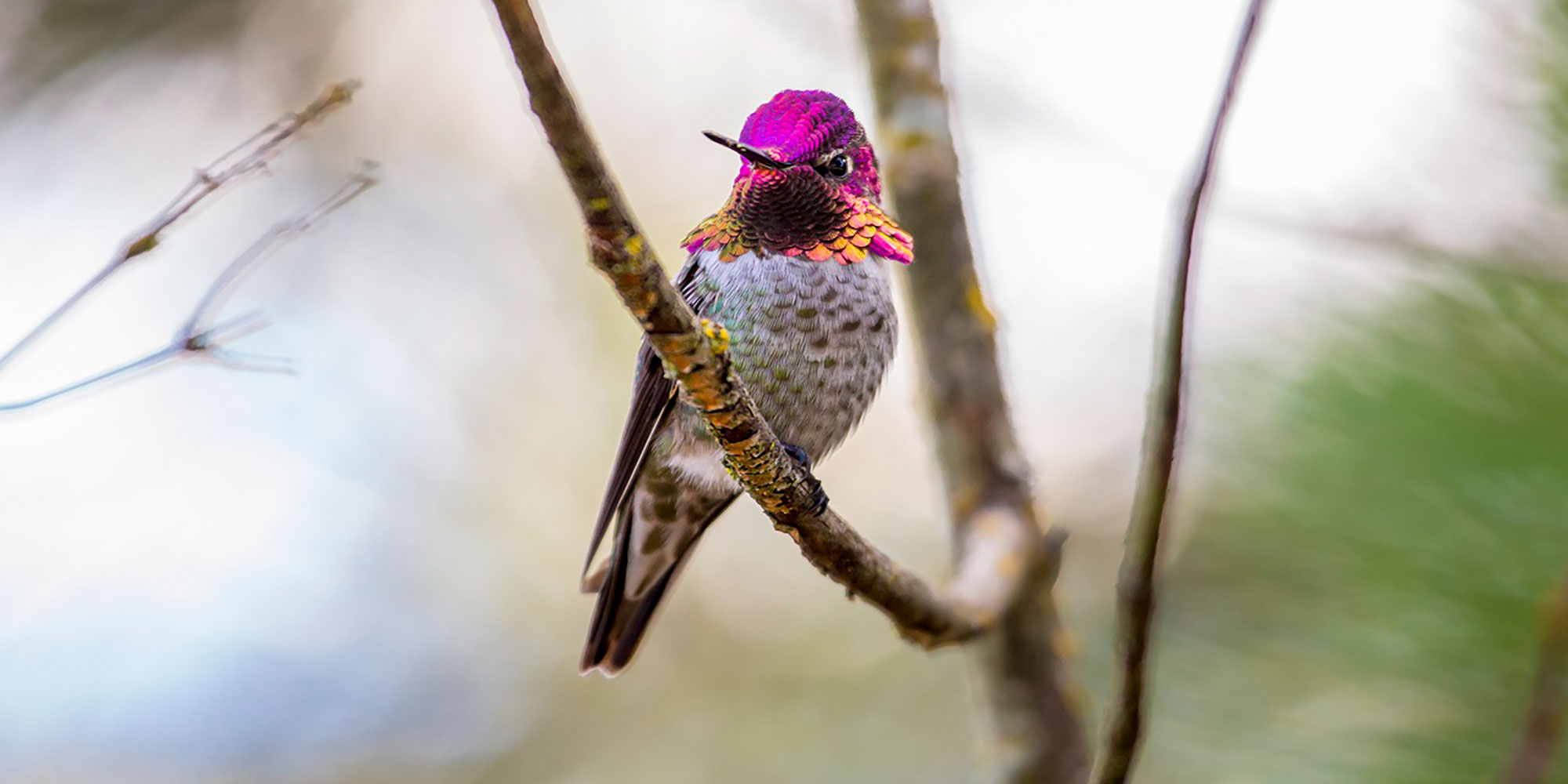 A hummingbird in Oregon's Tualatin Valley, outdoor recreation, birding, bird watching