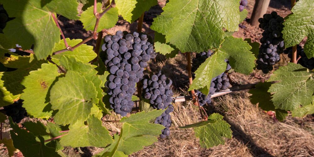wine grapes on a vine