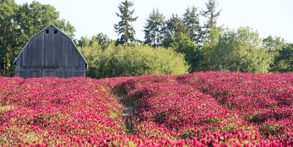 Save The Dates For These Spectacular 2024 Oregon Flower Festivals