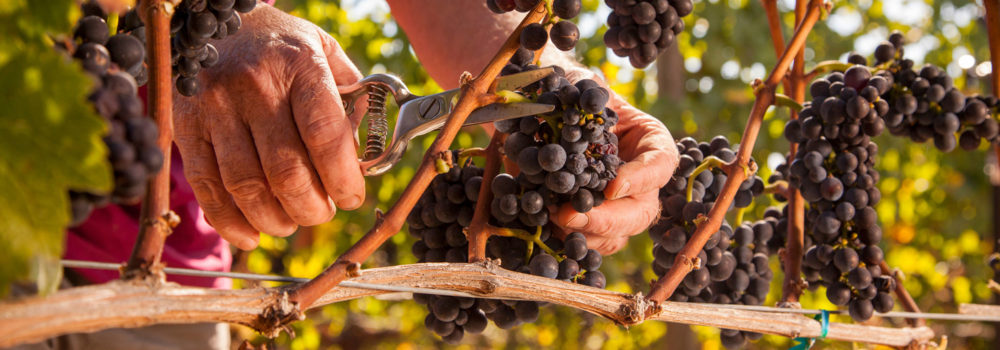 wine grapes being pruned