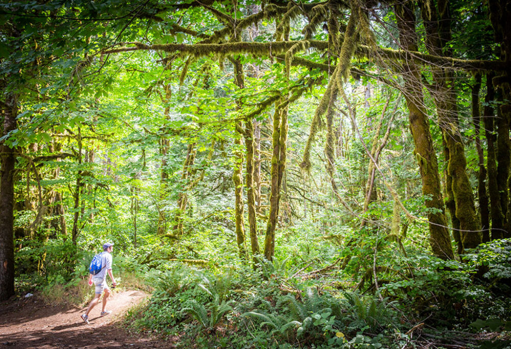 hiker in the tillamook forest