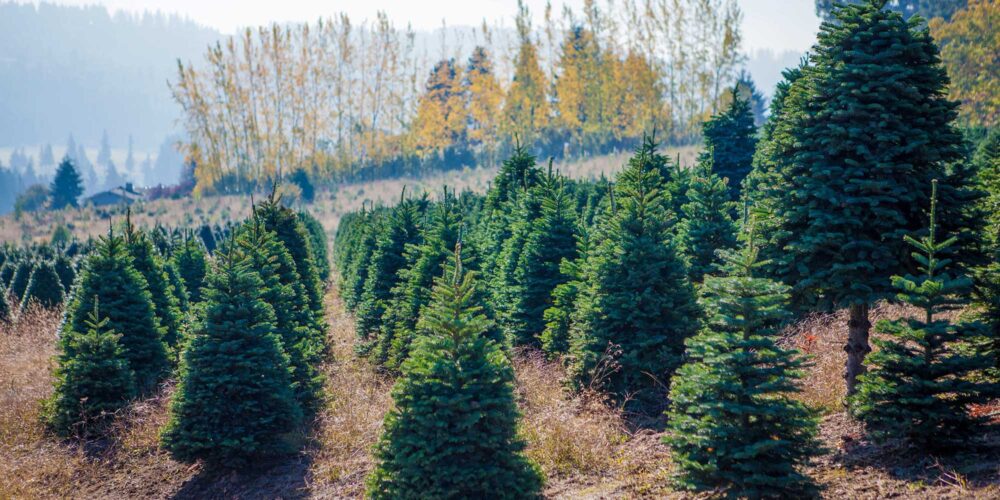 christmas tree farm