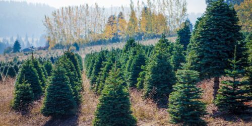 Holiday Tree Farms