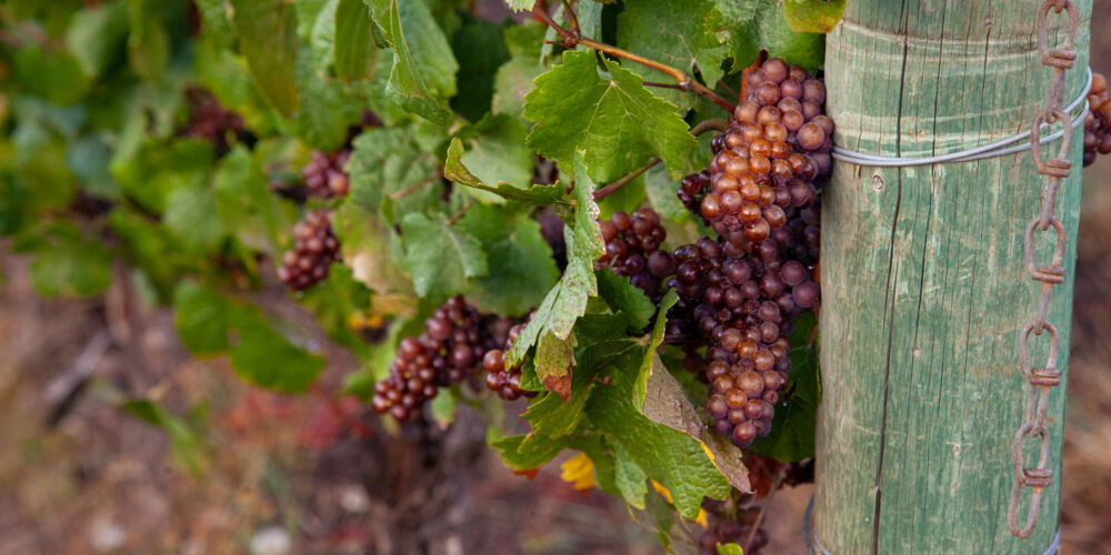 grapes on the vines