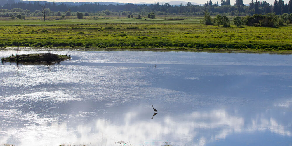 heron in water