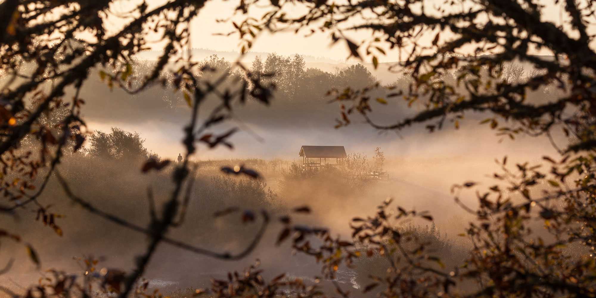 foggy wetlands