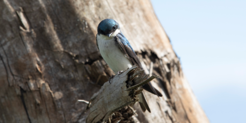 blue bird on a tree limb