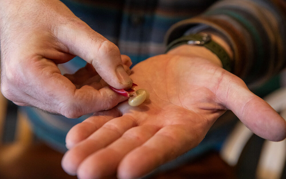 picture of a person holding a coffee bean