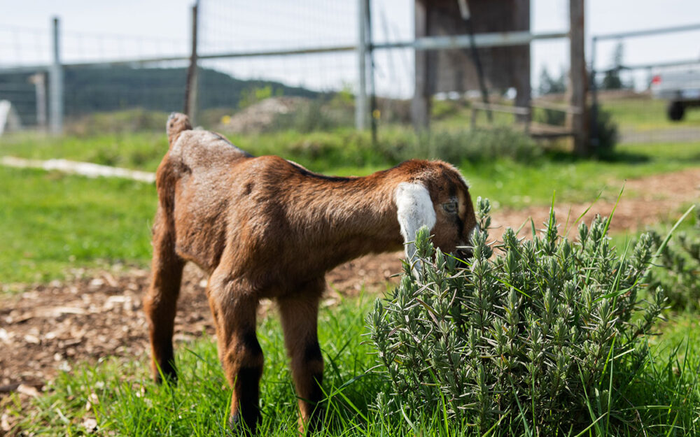 image of a baby goat