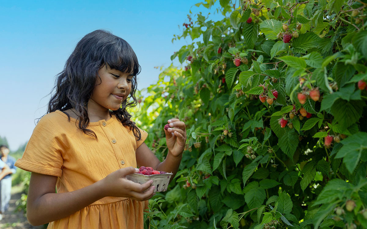 Image of a girl picking berries on a sunny day.