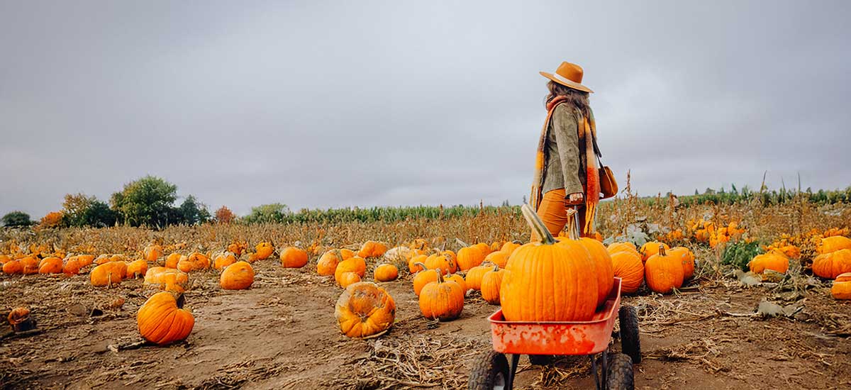 pumpkin wagon