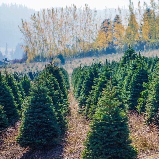 When the last leaf has fallen and the Thanksgiving feast is over, it’s time to visit one of Tualatin Valley’s many holiday tree farms. Breathe in the fresh air and cut your own tree, select a pre-cut tree or just join in on the holiday festivities. Check the link in our bio for many of our wonderful, family-run tree farms.