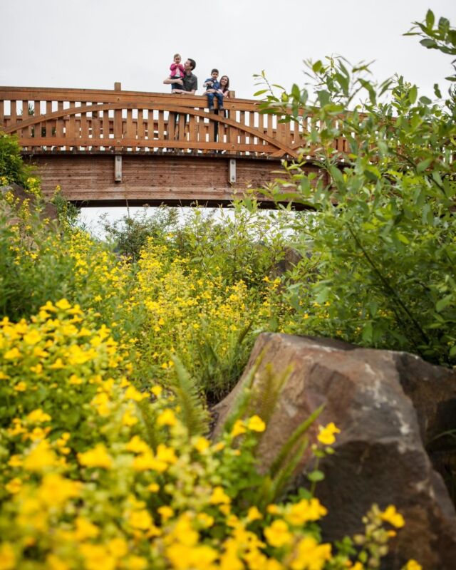 Happy first day of Spring! 🌻 Come enjoy the wildflowers of Tualatin Valley. 

Visit the link in our bio for information on some of our favorite wildflower walks.

#TualatinValley #Spring #wildflowers #wildflowerwalks