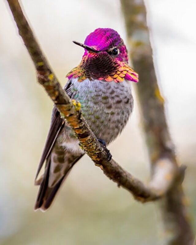 Spring birdwatching is a must in Tualatin Valley! Sitting along the Pacific Flyway, flocks of migratory birds make their way through Tualatin Valley on their way north.

Visit the link in our bio to check out the best spots for spring birdwatching.

#TualatinValley #spring #birdwatching #birding