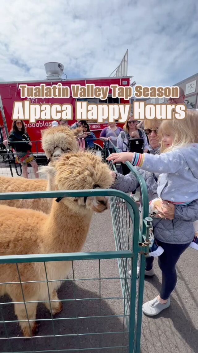 Have you ever seen a cuter happy hour? 🦙Here’s a little recap of another successful Tualatin Valley Tap Season event! Thanks to everyone who came out to our Alpaca Happy Hours at Hillsboro Downtown Station and Stickmen Brewing Company in Tualatin! 🍻 @hillsborodowntownstation @stickmenbeer @alpacasoforegon 

#TapSeason