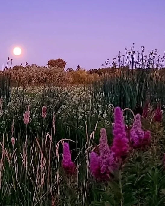 Ever tried a spring wildflower walk? When spring arrives, Oregon’s Tualatin Valley bursts with new life. Check out the link in our bio to learn more about the top spots in the area for wildflower walks. 

📷 @emilyjungmiller @brookeduckart @karleigh1003 

#Wildflowers #Exploregon #FernhillWetlands #JenkinsEstate #RoodBridgePark