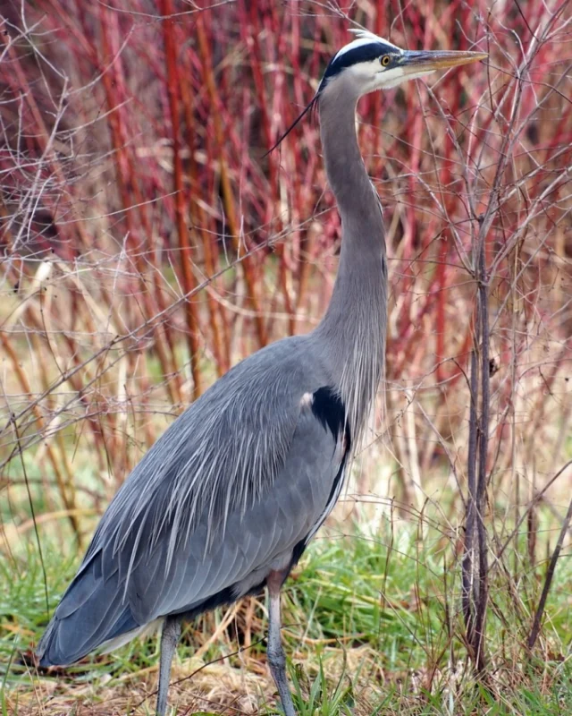 Happy National Go Birding Day! We are so lucky to have the perfect wetland environment within Tualatin Valley to support a variety of migrating birds. 

Most trails in the Tualatin River Wildlife Refuge will be reopening on May 1st, prime bird-viewing time. So grab a friend, and hit the trails!

📷 @ceallworth