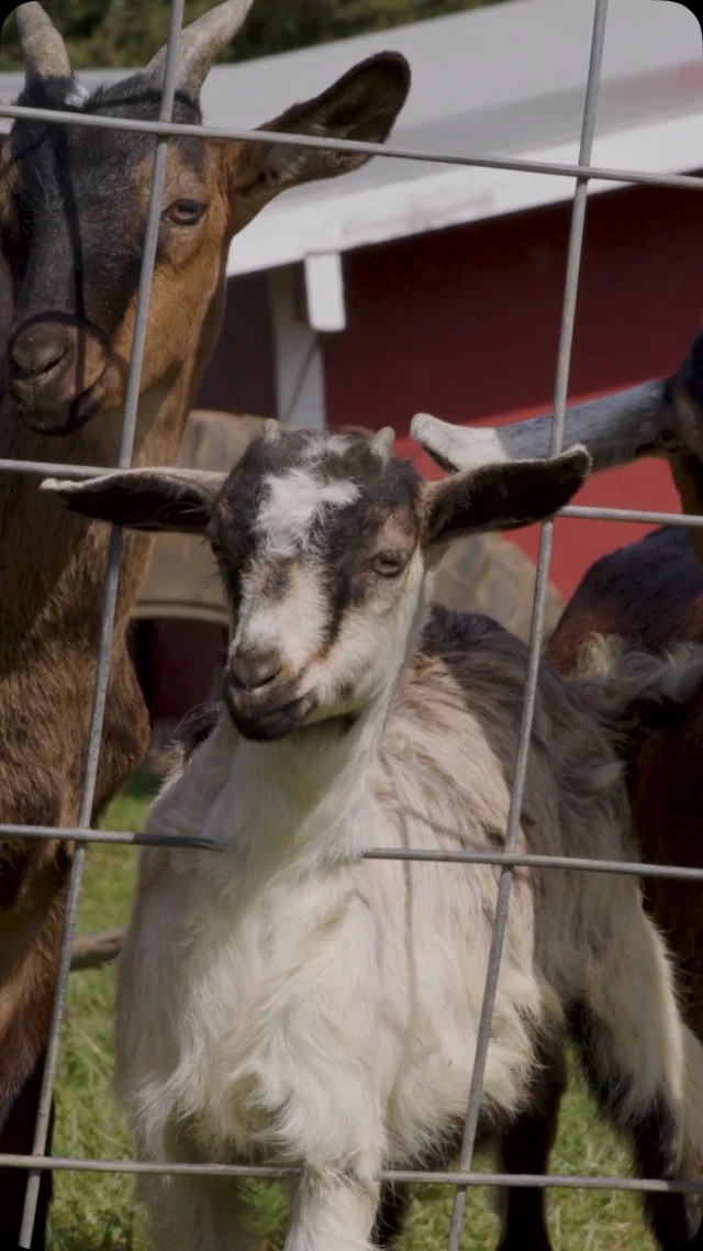 Nestled in the scenic hills of Gales Creek, @FragaFarm crafts artisan cheese and goat milk products using milk from their very own goats. The charming on-site farmstand sells these small-batch handmade goods—fresh from the source and full of heart.