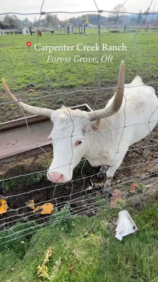Did you know that you can cuddle a baby cow in Tualatin Valley? This is your sign to check out @carpentercreekranch and the fun programs they run year-round. 

📍 2476 SW OLD HWY 47, Forest Grove, Oregon 97116