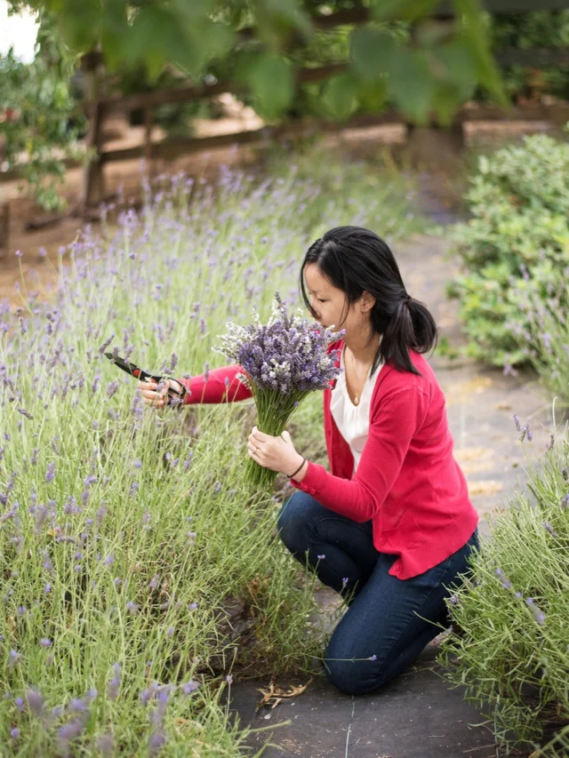 Ahh…the fresh, relaxing scent of lavender fills Tualatin Valley air during the warm summer months. What is your favorite lavender product? Link in bio to find out how to get your hands on a bundle!