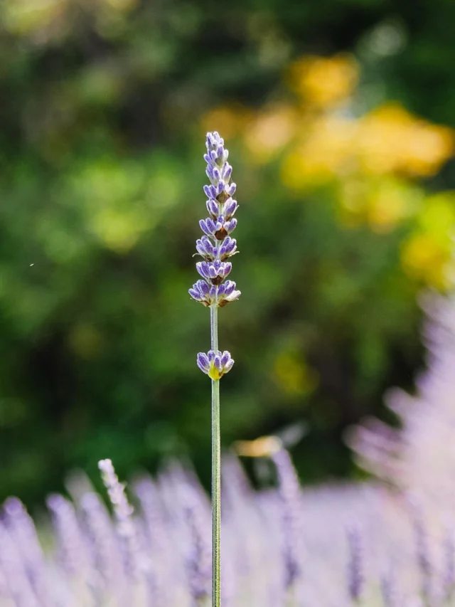 Experience the peak of lavender season at the Helvetia Lavender Festival, held the first two weekends of July. Wander through blooming fields, cut your own bundles, and enjoy lavender distillation workshops and wreath-making demonstrations—all set against stunning Tualatin Valley views. Discover over 60 unique varieties of lavender in full bloom at this summer celebration!
 
Get your tickets on the bio link of @helvetiachristmaslavfarm