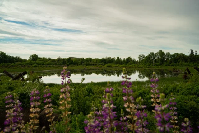Just minutes south of downtown Hillsboro, Jackson Bottom Wetlands Preserve is a peaceful 635-acre sanctuary for people and wildlife alike. Come and see what you can find! 

📷 @evkev