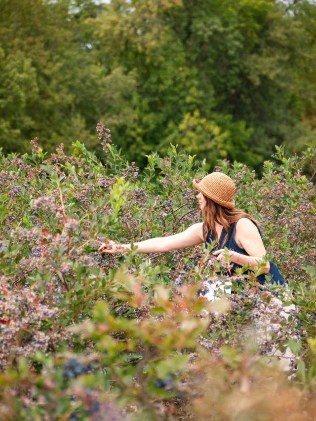 What better way to savor the last of summer in Tualatin Valley than with a berry-picking adventure? With late-season berries still ripe on the vine, it's the perfect excuse to get outside, enjoy the sunshine, and get a bucket-full of summer.