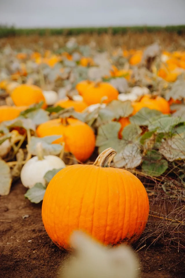Pumpkin patches are in full swing in Tualatin Valley! Grab your boots, bring the family, and get ready for fall fun across the region. 

Patch-hop at these wonder-fall places:
📍 Jim Dandy Farm
📍 Hoffman Farms
📍 Scholls Ferry Farm Pumpkin Patch
📍 Peter’s Pumpkin Patch
📍 Plumper Pumpkin Patch & Tree Farm
📍 Roloff Farms
📍 Papa’s Pumpkin Patch
📍 Red Berry Barn
📍 Lee Farms