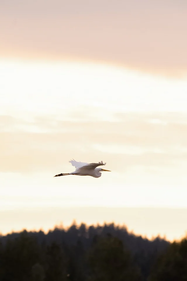 Fall is for foliage and feathers! Grab your binoculars and enjoy the autumn air as migratory birds pass through the forests and wetlands this season. These are the perfect months to slow down and see something spectacular. 
📍 Tualatin River National Wildlife Refuge
19255 SW Pacific Hwy, Sherwood, OR 97140
https://tualatinvalley.org/cozy-season/fall-leaf-bird-peeping/ 
📷 @breetraveling
NOTE: Always check the Tualatin River National Wildlife Refuge website for the most up-to-date hours, trail conditions, and seasonal closures before visiting.